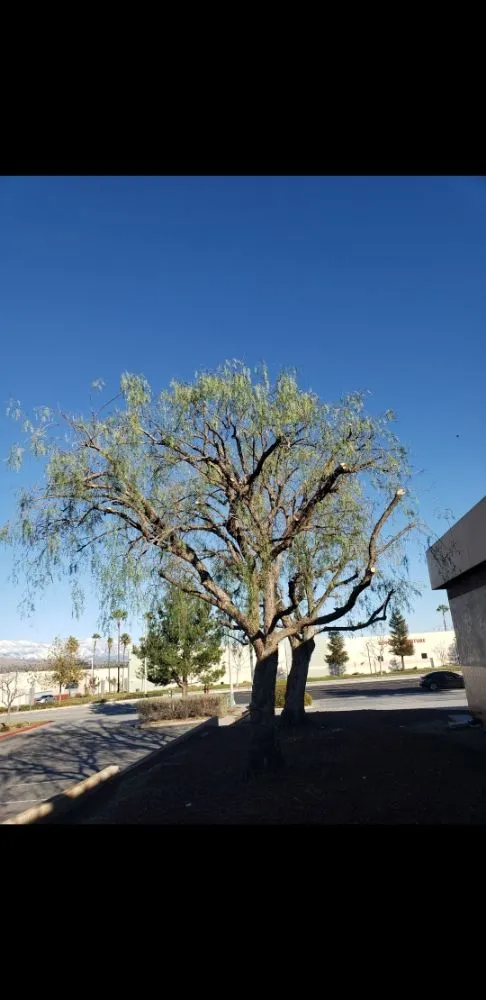 Custom yard cleanup service for outdoor upgrades across Santa Ana, CA - Ortiz Landscape & Tree Care