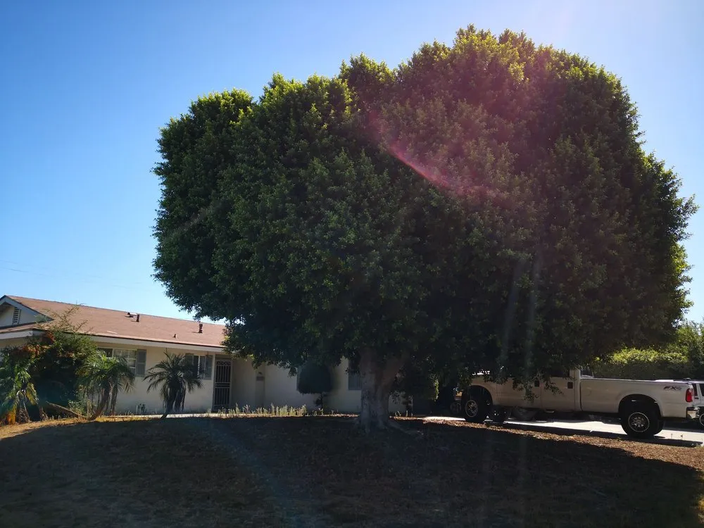 Expert landscaping services in Santa Ana, CA by Ortiz Landscape & Tree Care