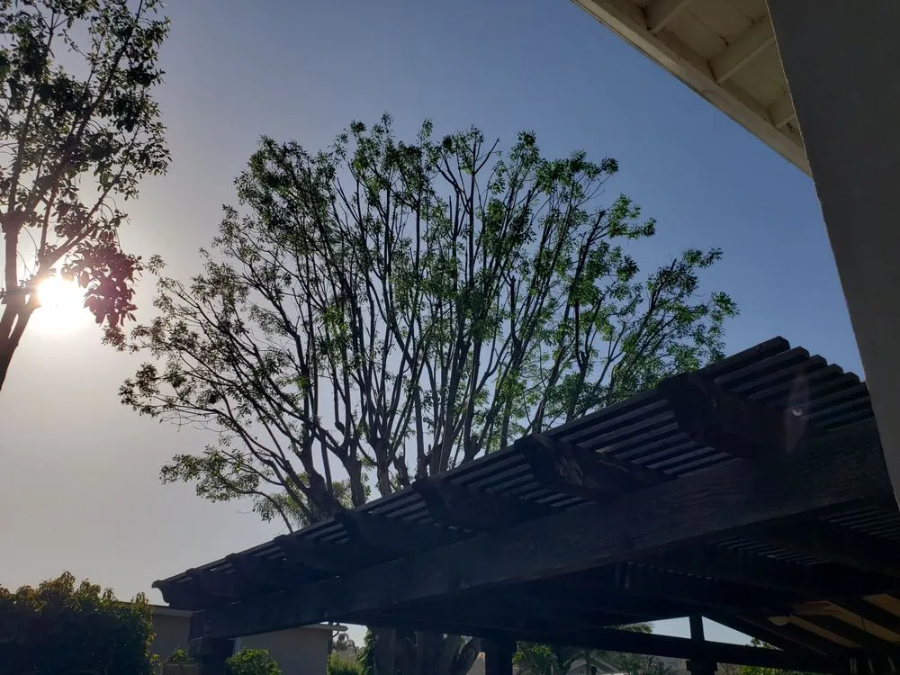 Local yard cleanup service near you across Santa Ana, CA - Ortiz Landscape & Tree Care