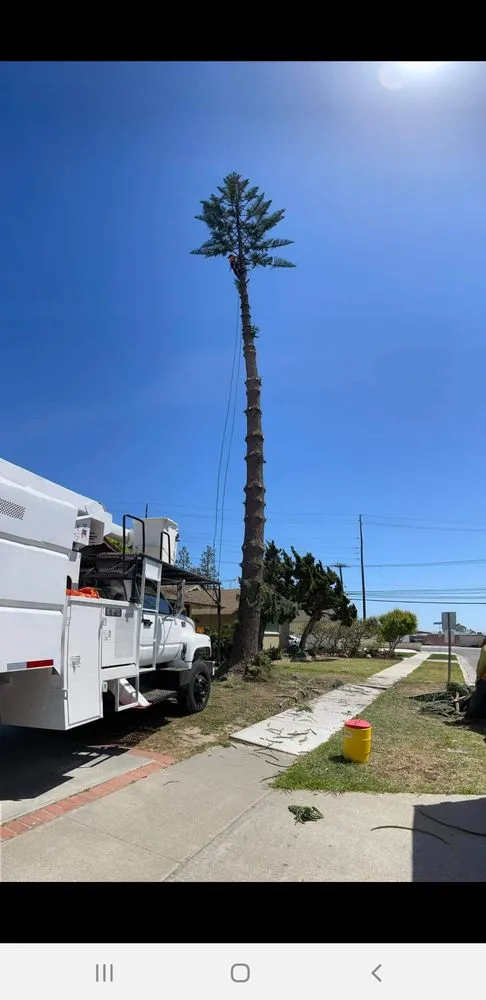 Reliable lawn mowing service experts serving Santa Ana, CA - Ortiz Landscape & Tree Care