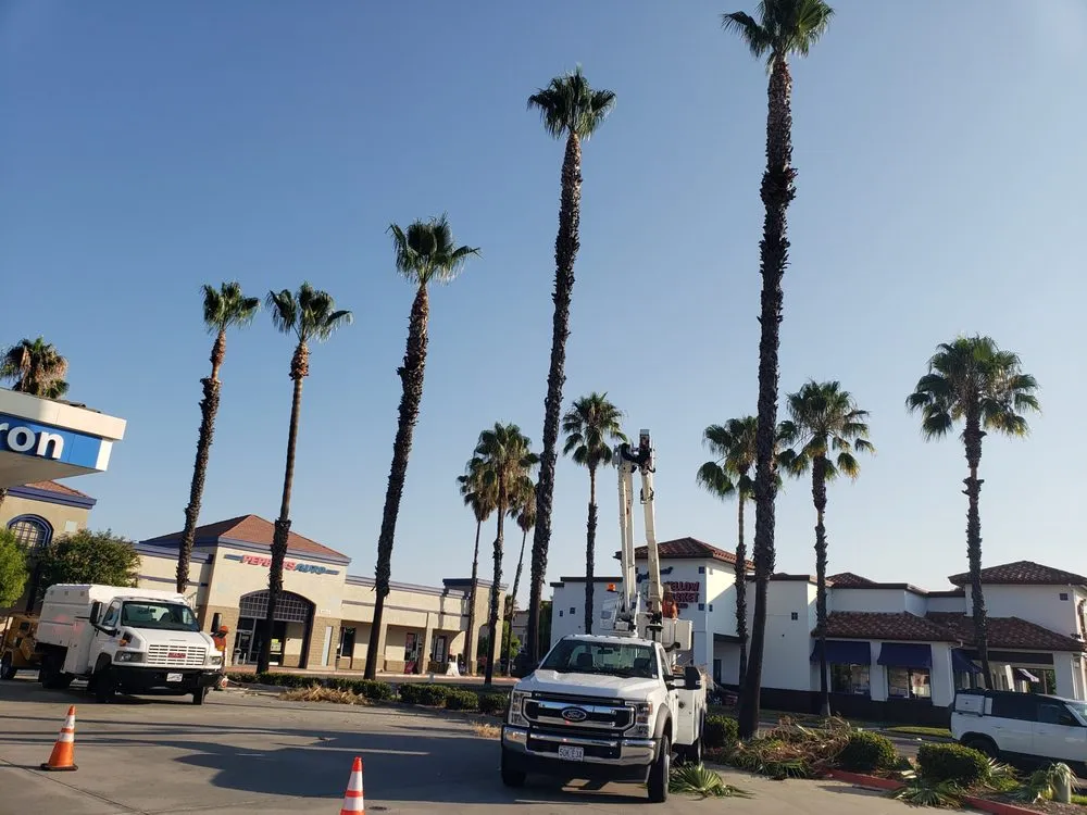 Top-rated yard maintenance in Santa Ana, CA - Ortiz Landscape & Tree Care