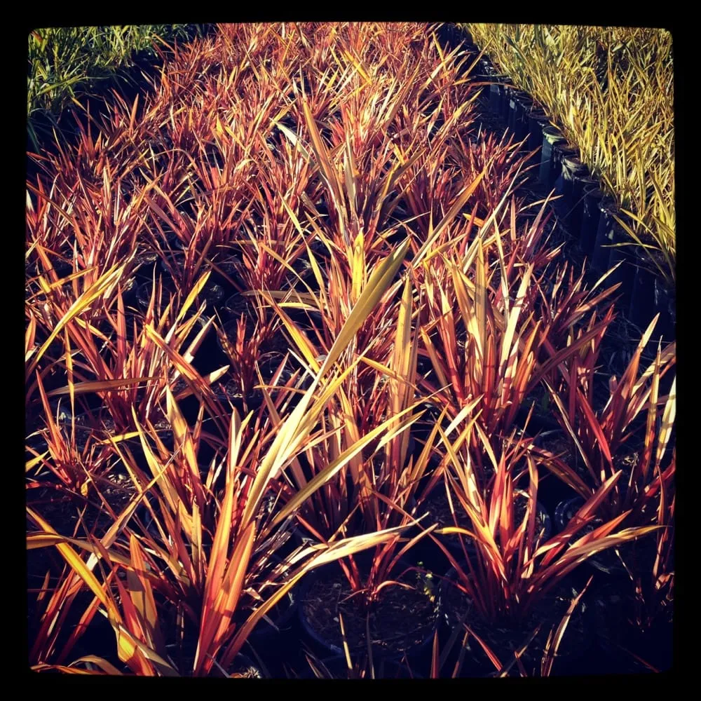 Professional yard maintenance for homes across Santa Ana, CA - Ortiz Landscaping & Maintenance