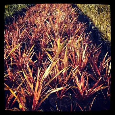 Ortiz Landscaping & Maintenance Logo