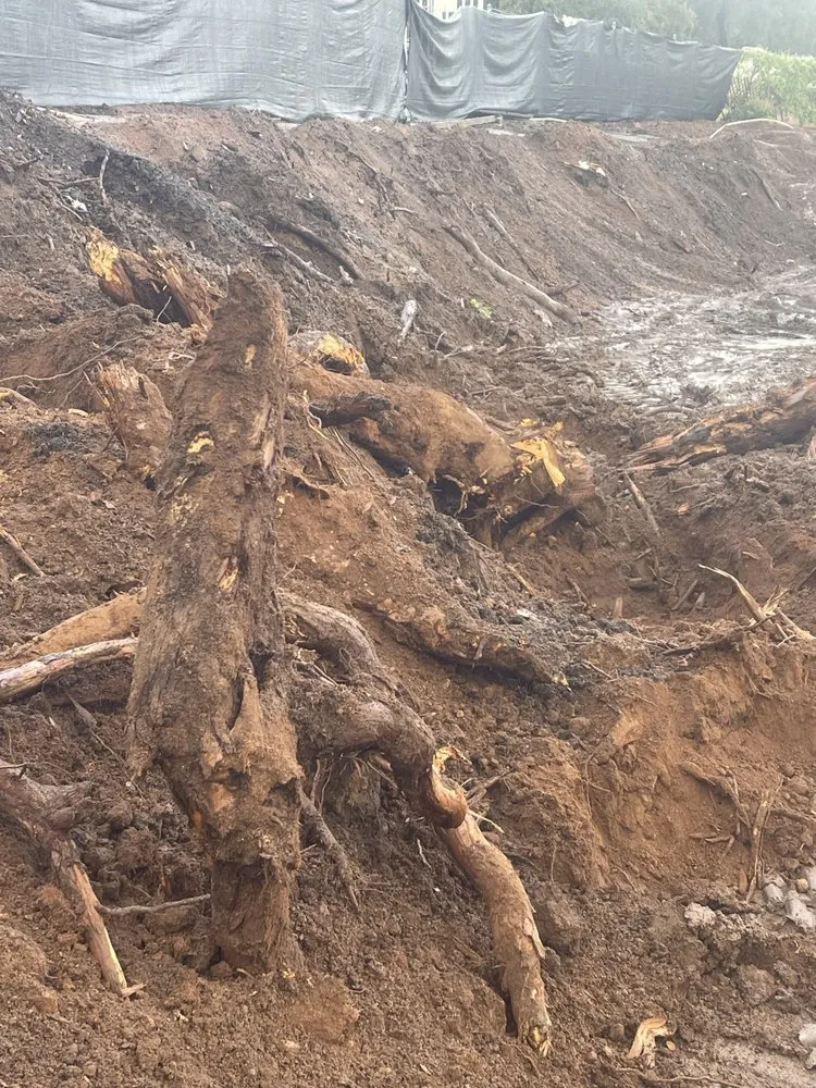 Local yard cleanup service in San Diego, CA - Ortiz Landscaping and Grading