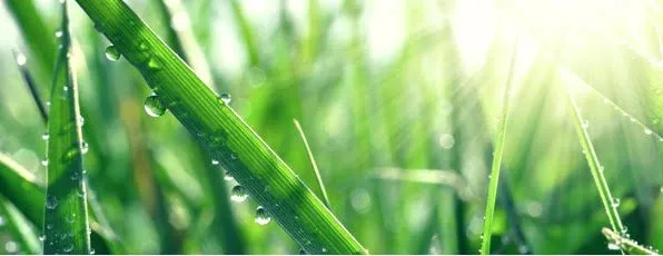 Reliable lawn care service experts serving South Saint Paul, MN - Ortiz Lawn and Landscaping