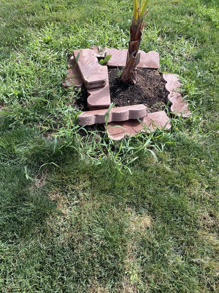 Professional lawn mowing service experts serving Junction City, OR - Ortiz Lawn Care