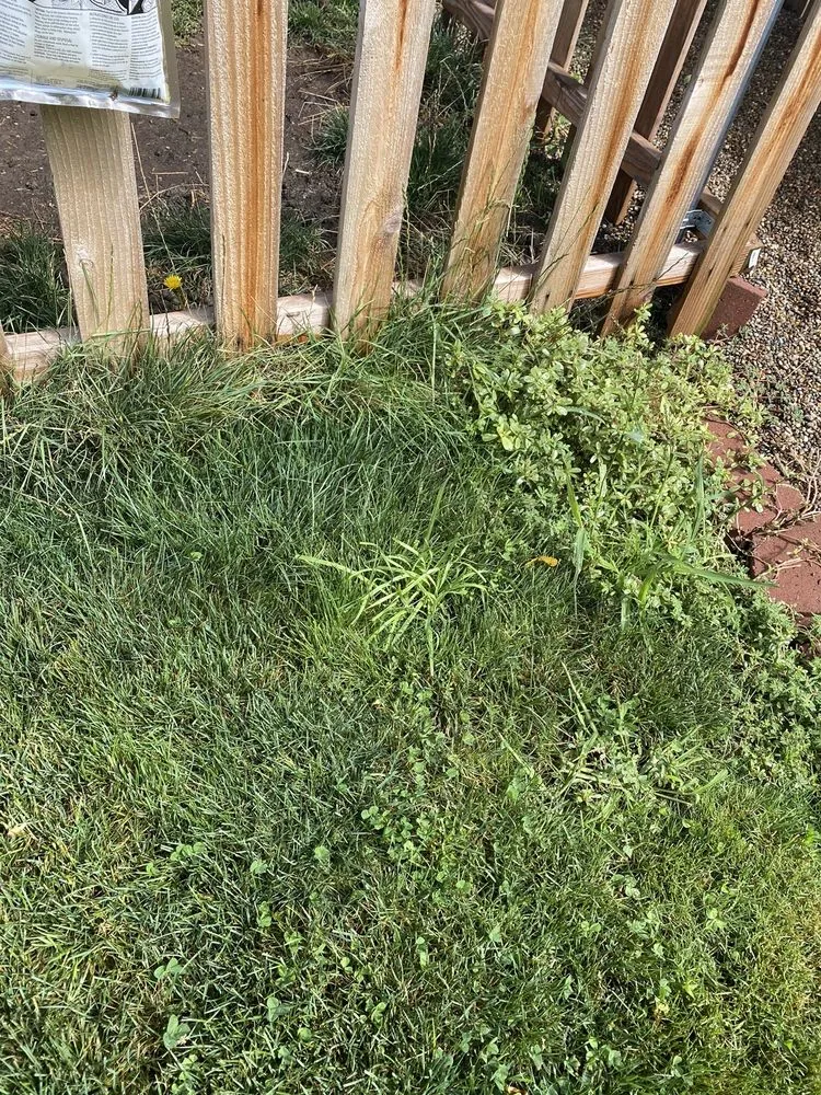 Professional landscape design for beautiful yards across Junction City, OR - Ortiz Lawn Care