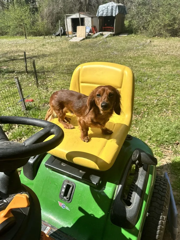 Trusted lawn mowing service in Sulphur Springs, TX - Ortiz Lawn Care