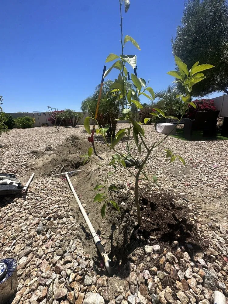 Expert lawn care service in Thermal, CA - Ortiz Lawn care