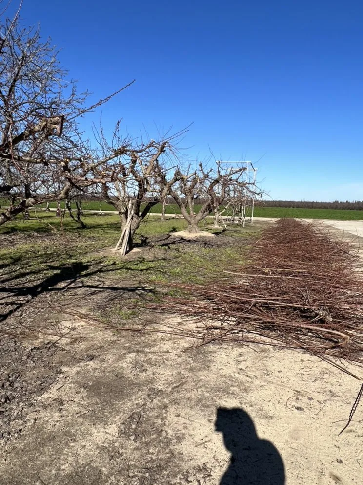 Professional lawn care service in Modesto, CA by Ortiz Lawn Maintenance