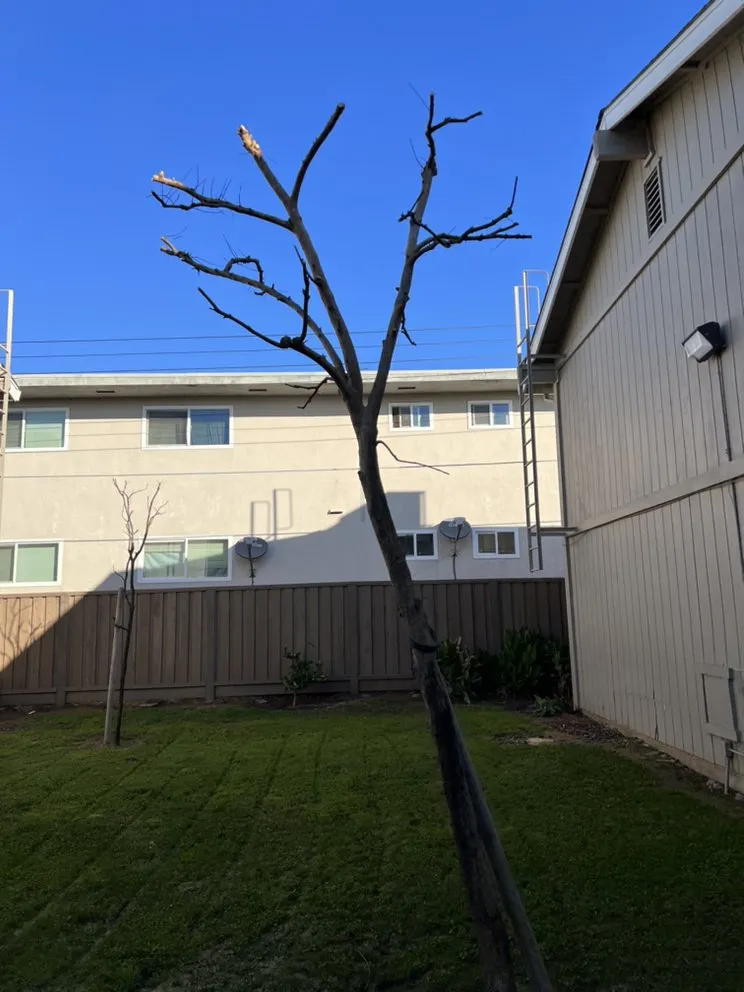 Reliable yard maintenance experts serving Modesto, CA - Ortiz Lawn Maintenance