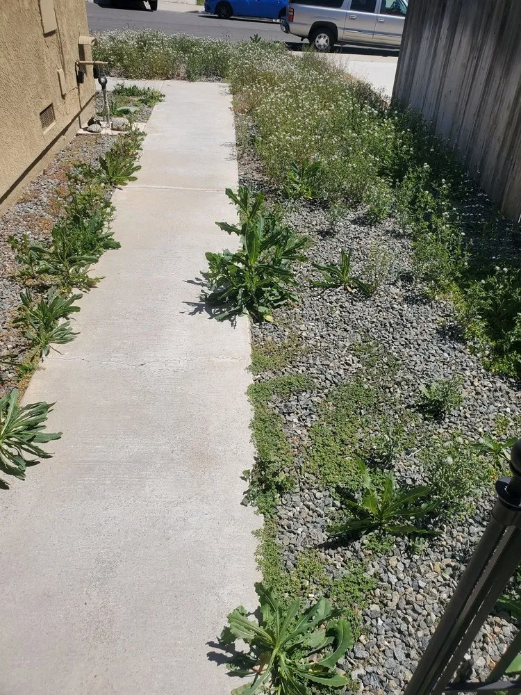 Top-rated landscape design in Fontana, CA - Ortiz Lawn Service