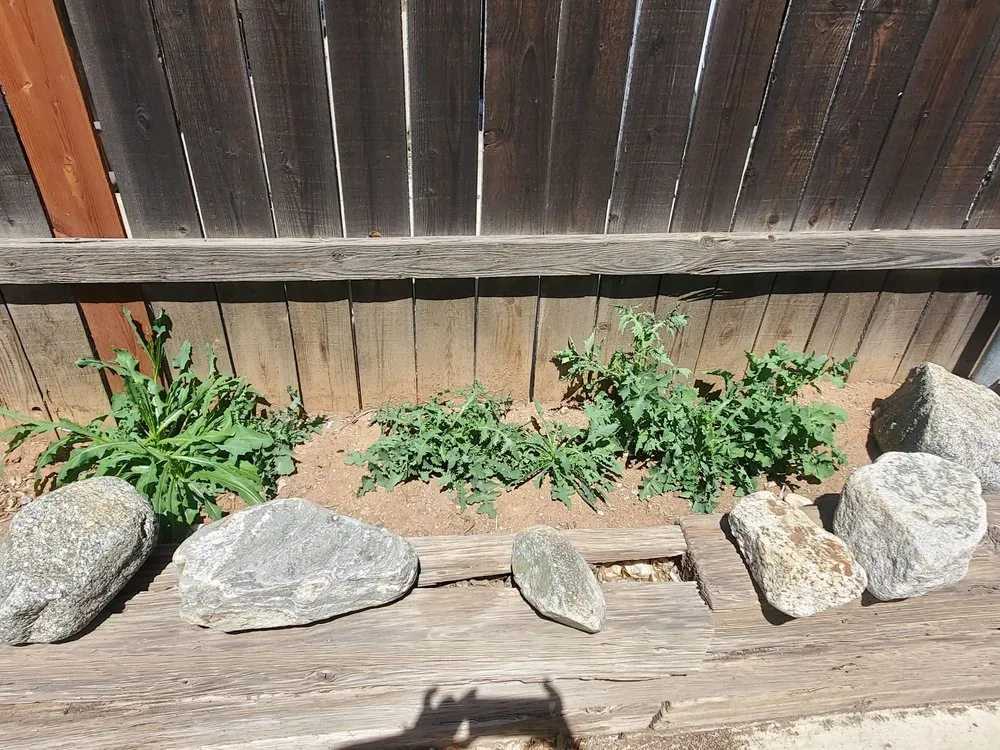 Top-rated residential landscaping in Fontana, CA - Ortiz Lawn Service