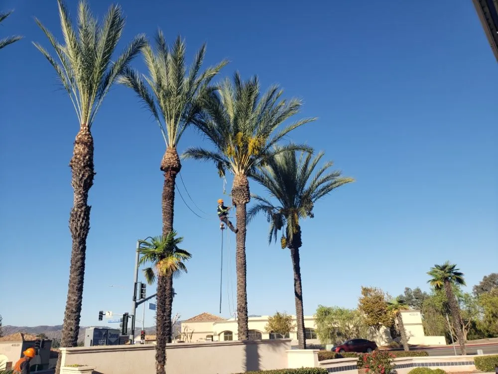 Reliable residential landscaping in Santa Ana, CA - Ortiz ProServices