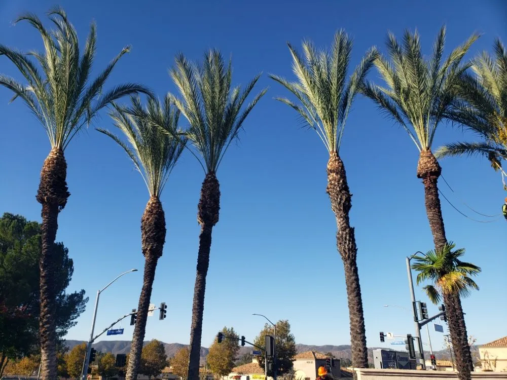 Professional residential landscaping in Santa Ana, CA - Ortiz ProServices