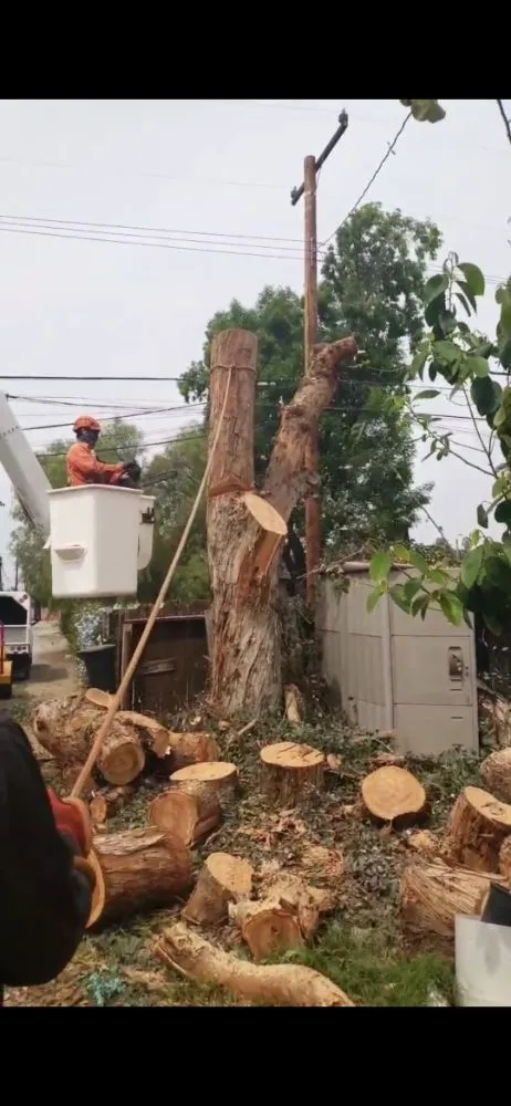 Expert yard maintenance in Santa Ana, CA by Ortiz ProServices