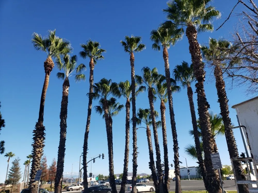 Reliable outdoor landscaping with custom design in Santa Ana, CA by Ortiz ProServices