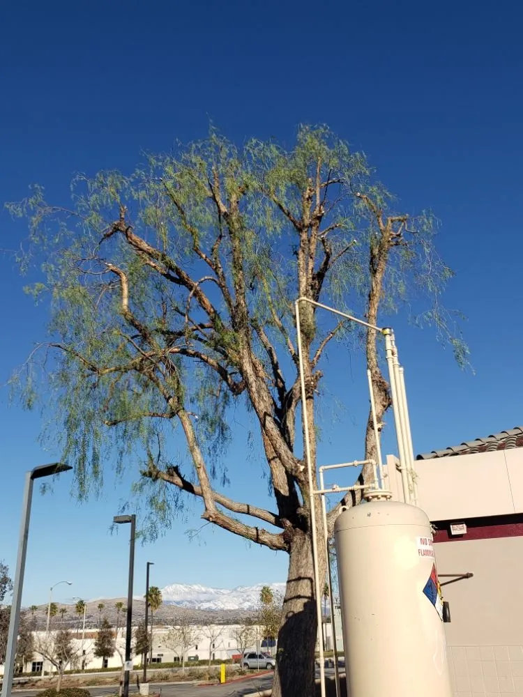 Professional outdoor landscaping for residential properties across Santa Ana, CA - Ortiz ProServices