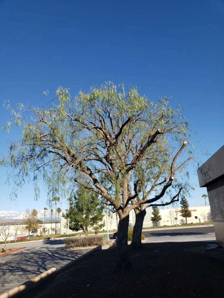 Custom lawn care service for outdoor upgrades in Santa Ana, CA by Ortiz ProServices