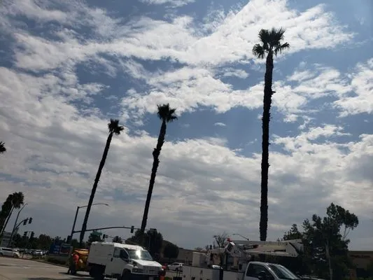 Ortiz ProServices Logo