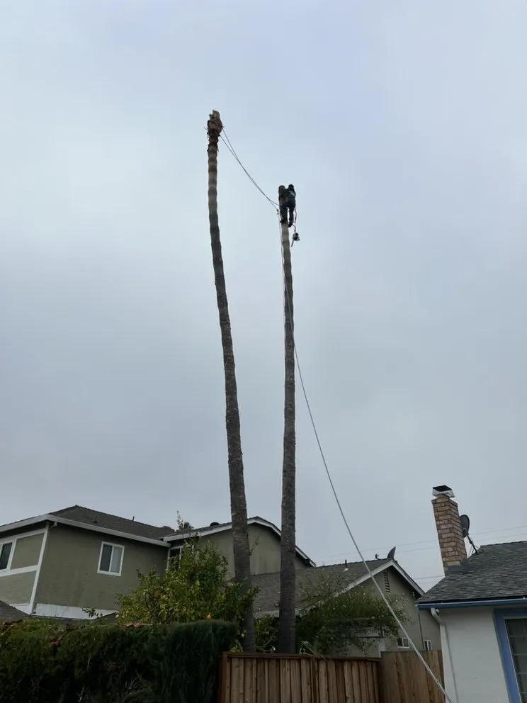 Reliable lawn mowing service in San Jose, CA - Ortiz Tree service & landscape