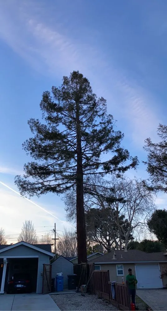 Reliable lawn mowing service for outdoor upgrades in San Jose, CA by Ortiz Tree service & landscape