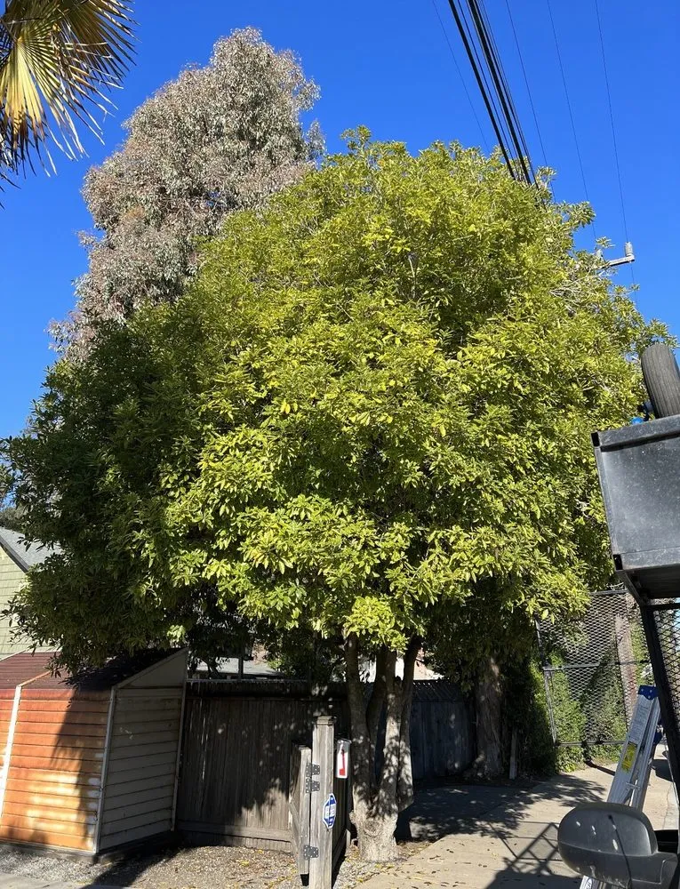 Top-rated outdoor landscaping experts serving San Jose, CA - Ortiz Tree service & landscape