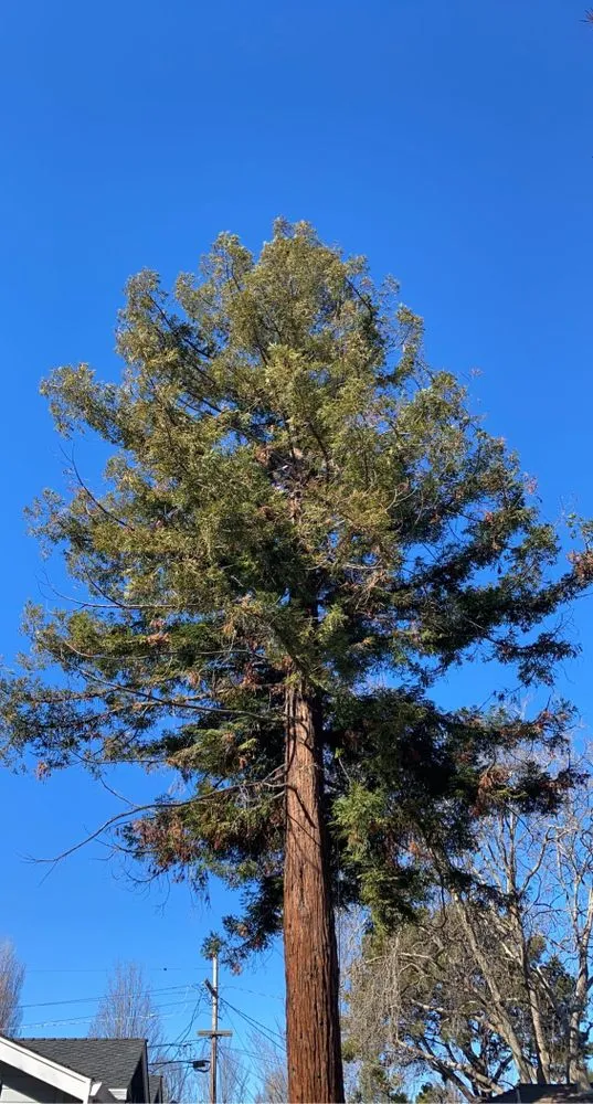 Top-rated residential landscaping for outdoor upgrades in San Jose, CA by Ortiz Tree service & landscape