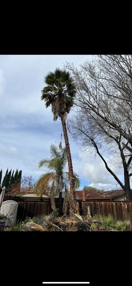 Expert lawn care service experts serving San Jose, CA - Ortiz Tree service & landscape