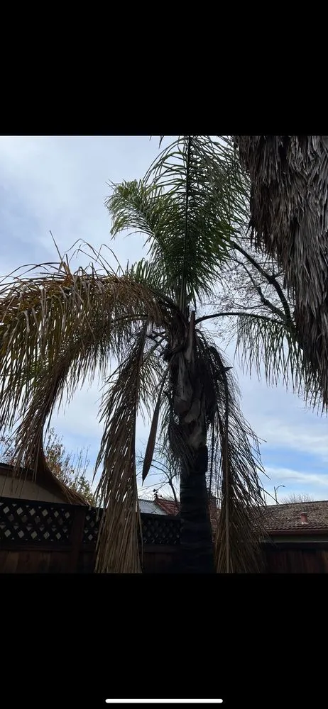 Expert landscaping services for homes in San Jose, CA by Ortiz Tree service & landscape