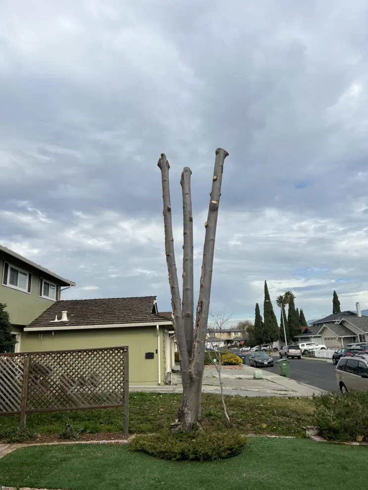 Top-rated landscape installation near you in San Jose, CA by Ortiz Tree service & landscape