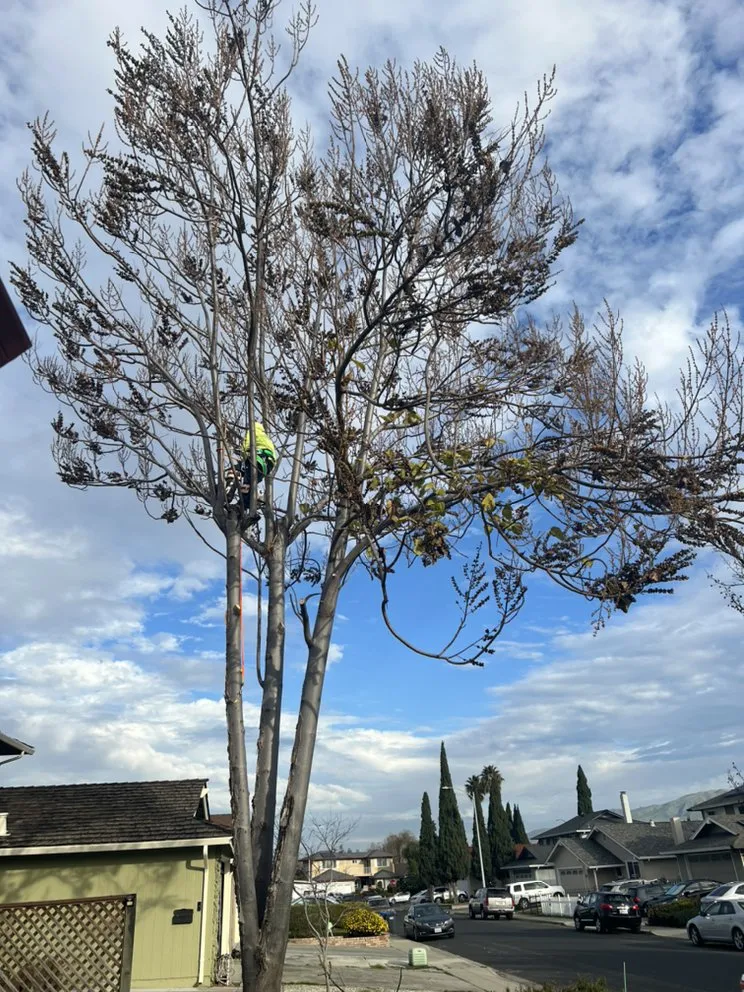 Local landscape installation in San Jose, CA - Ortiz Tree service & landscape