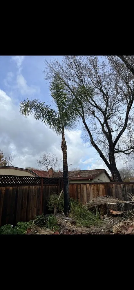 Affordable lawn mowing service for beautiful yards across San Jose, CA - Ortiz Tree service & landscape