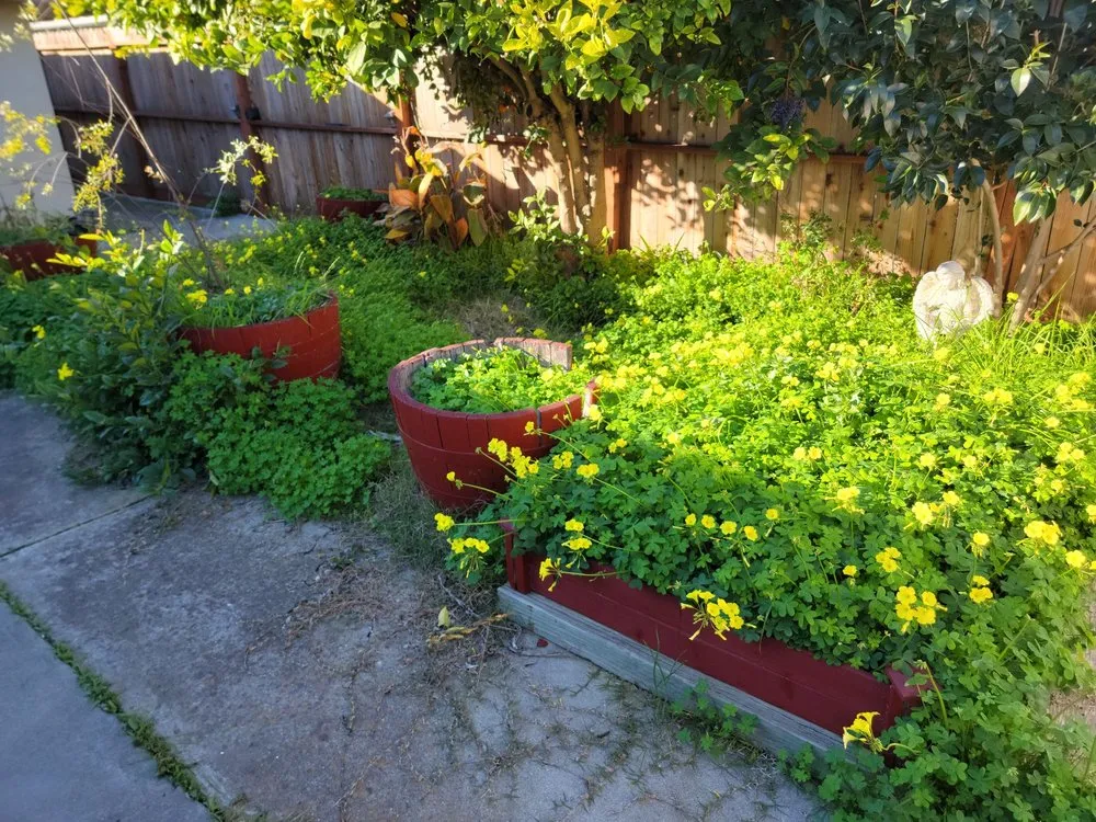 Professional residential landscaping in San Jose, CA by Ortiz Tree service & landscape