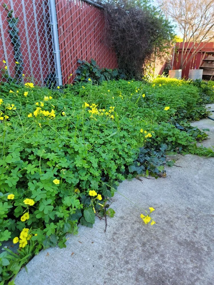 Trusted landscape installation in San Jose, CA - Ortiz Tree service & landscape