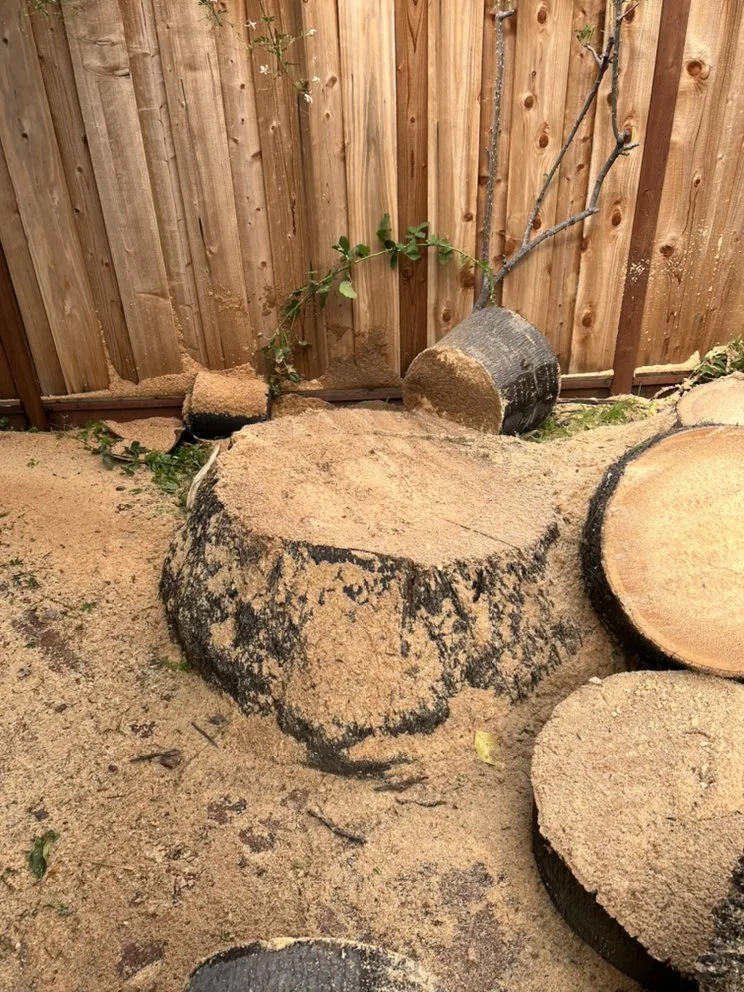 Top-rated outdoor landscaping experts serving San Jose, CA - Ortiz Tree service & landscape