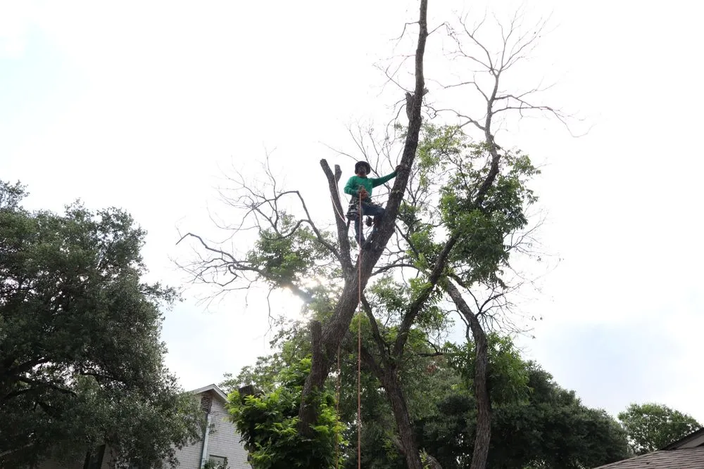 Affordable residential landscaping in San Antonio, TX - Ortiz Tree Service