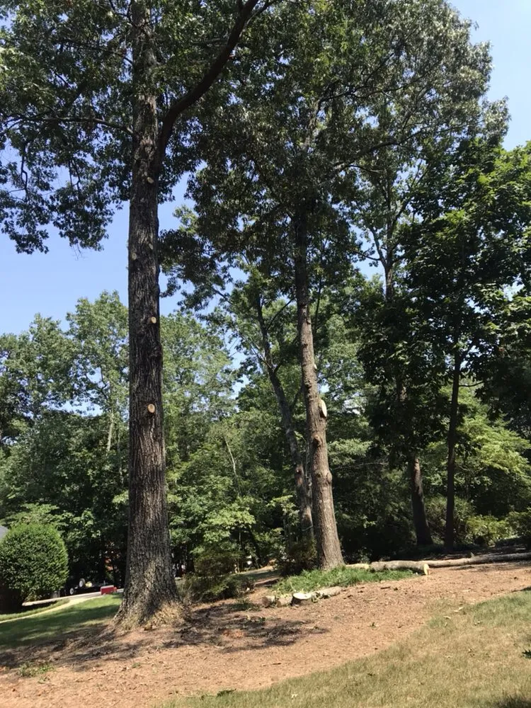 Affordable outdoor landscaping experts serving Taylors, SC - Ortiz Tree Service