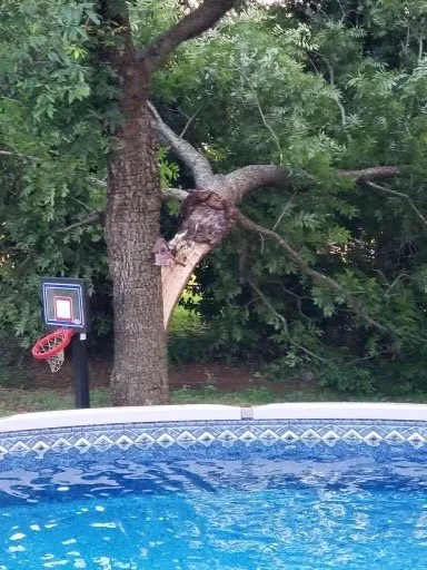 Reliable yard maintenance in Taylors, SC - Ortiz Tree Service