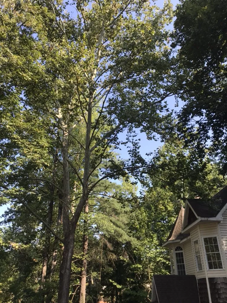 Expert yard maintenance in Taylors, SC by Ortiz Tree Service