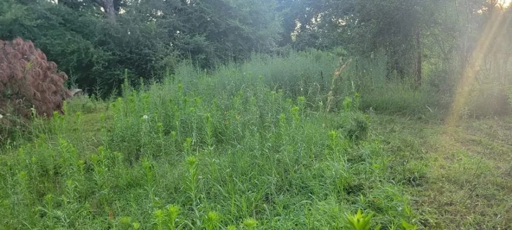 Affordable yard cleanup service for homes across Panama, OK - Orzol Lawncare