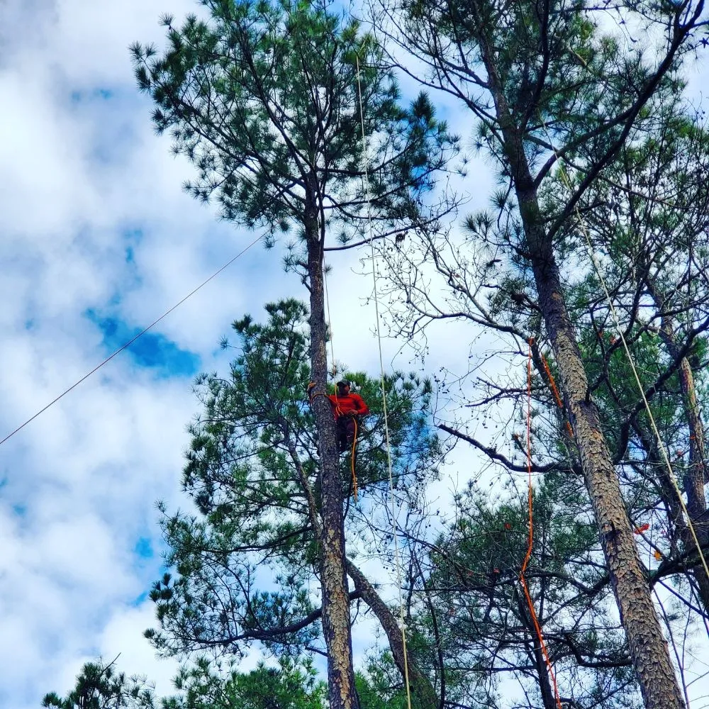 Expert lawn mowing service for outdoor upgrades across Atlanta, GA - O&S Tree Services