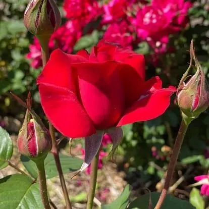 Custom yard cleanup service experts serving New Britain, CT - OSA Landscaping