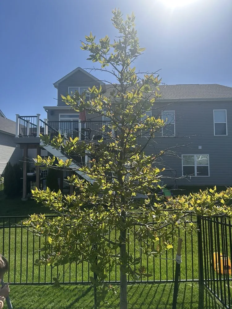 Expert residential landscaping in Troy, MO by Osage Arbor Care