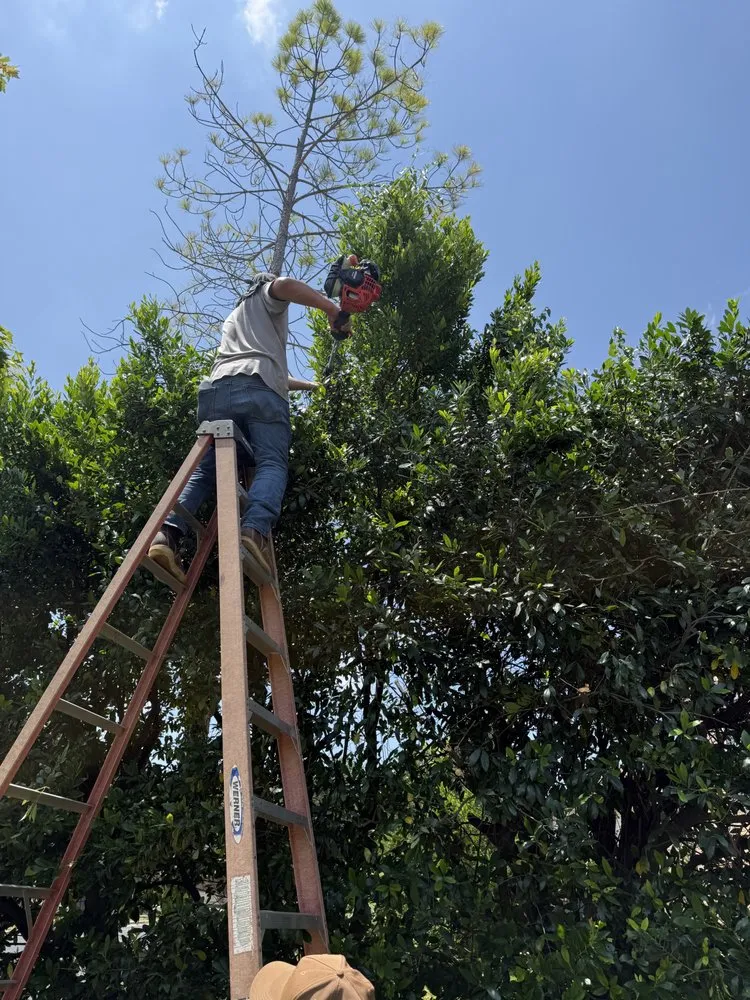 Affordable landscape installation experts serving Round Rock, TX - Osbaldo Lawn Care