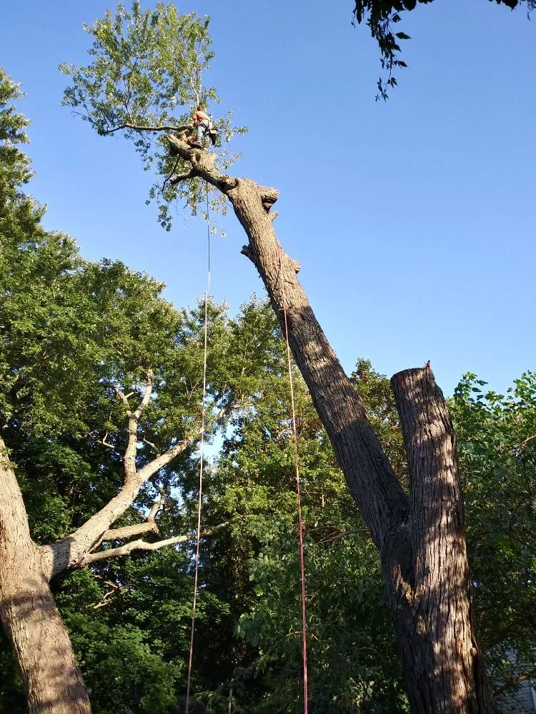 Local yard cleanup service in Warwick, RI by Osborn Tree Service