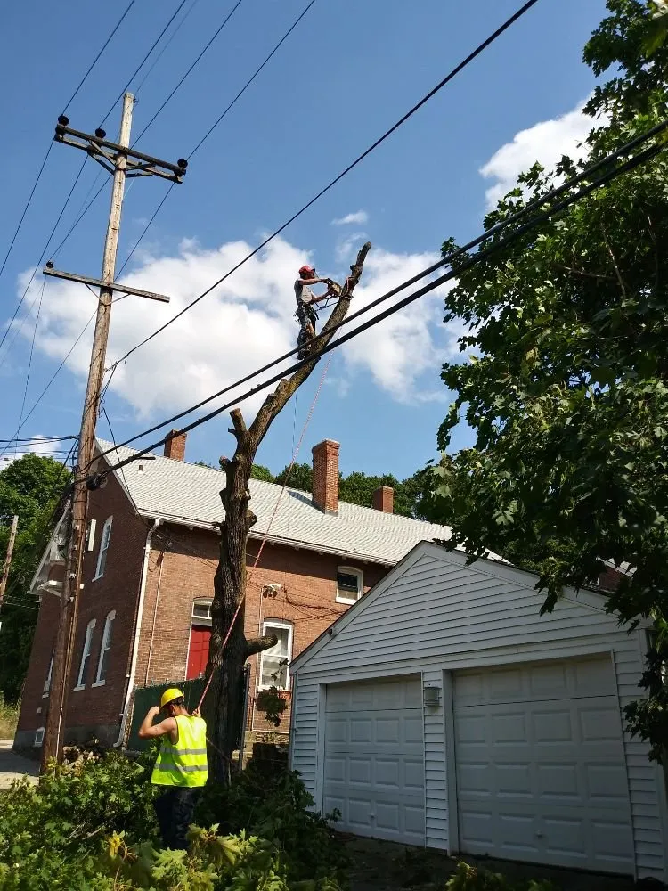 Top-rated yard cleanup service experts serving Warwick, RI - Osborn Tree Service
