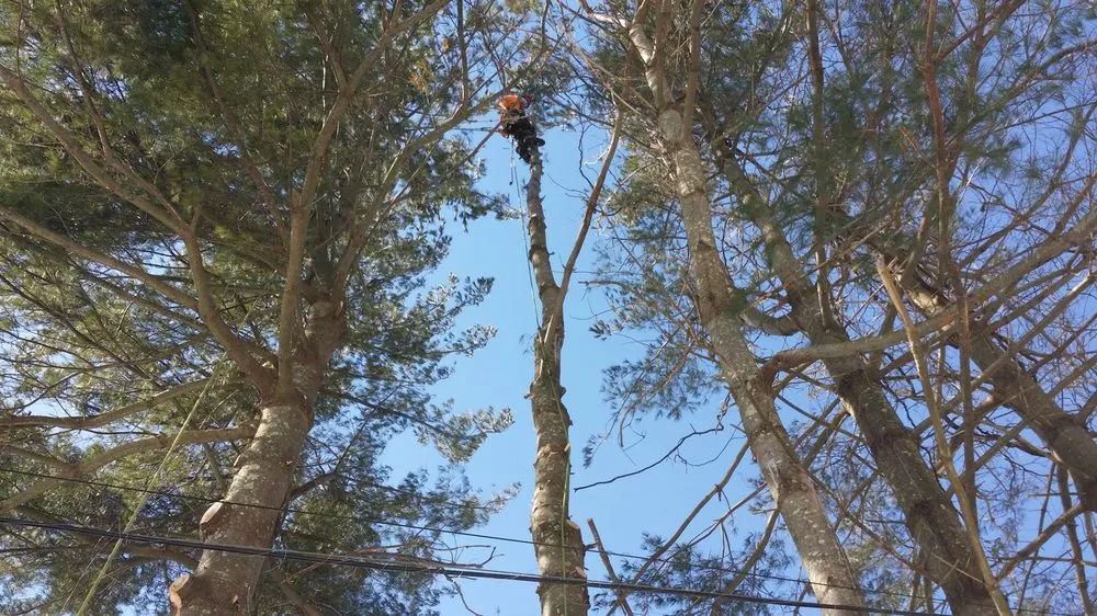 Trusted lawn mowing service with custom design across Warwick, RI - Osborn Tree Service