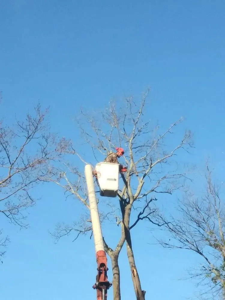 Custom outdoor landscaping in Warwick, RI - Osborn Tree Service