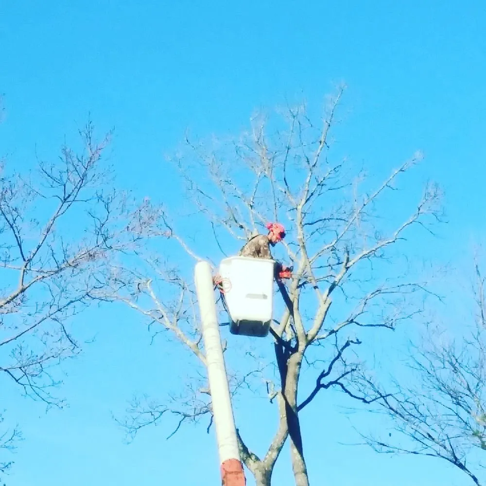 Affordable yard maintenance in Warwick, RI by Osborn Tree Service